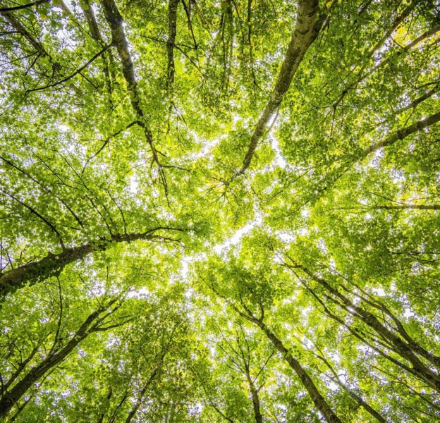 Tree Canopy